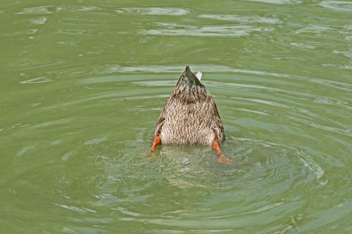 Duck Foraging On Bottom Of Pond