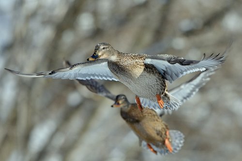 duck in flight  duck  fly