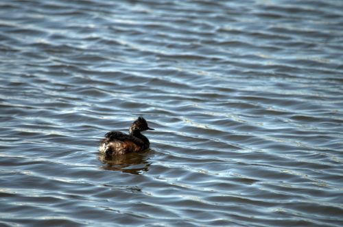 Duck In Lake