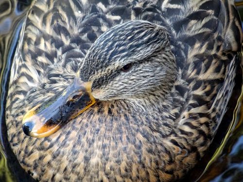 Duck In Water