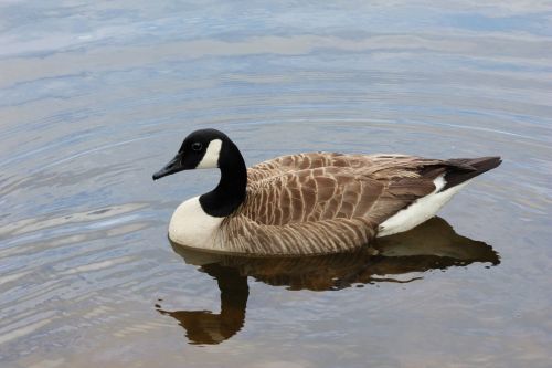 Duck In Water