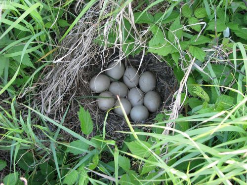 duck nest eggs unknown species