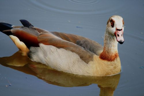Duck On A Pond