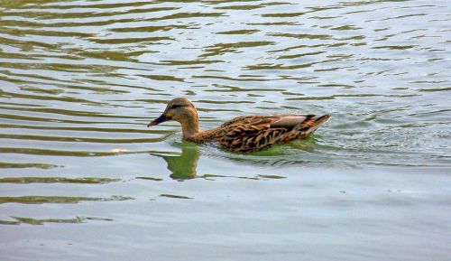 Duck On Pond