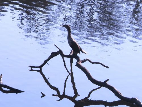 Duck On Pond 3740