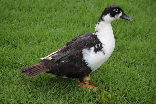 Duck On The Grass