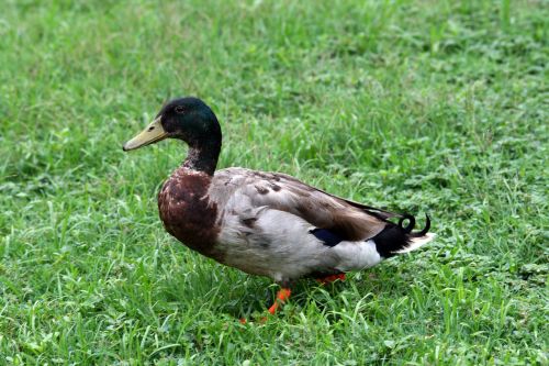 Duck On The Lawn