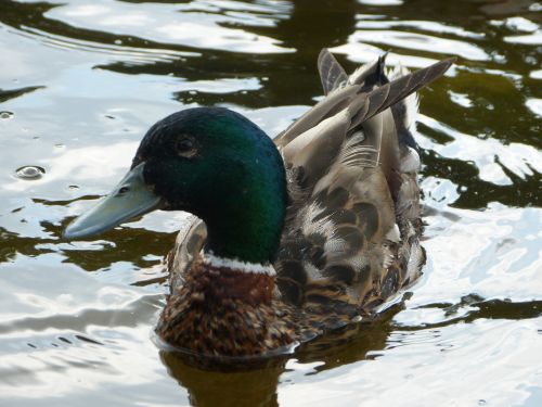 Duck On The River