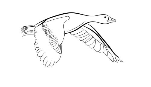 duck outline animal wildlife