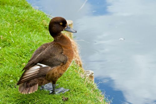 Duck Portrait