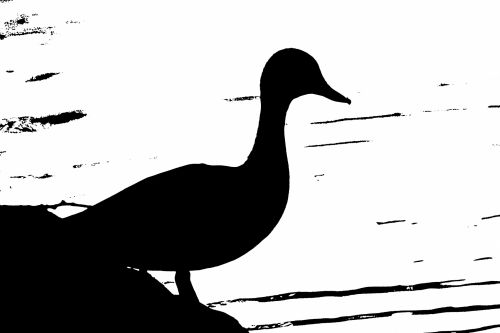 Duck Silhouette In Black And White