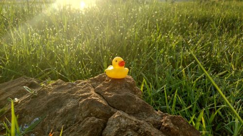 duck toy stone grass