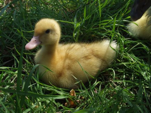 duckling yellow small spring