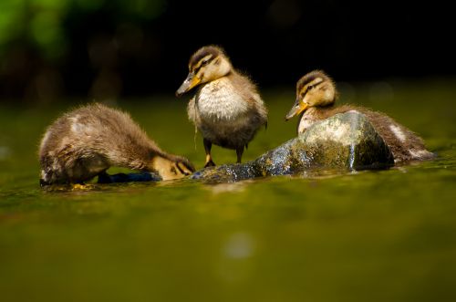 Duckling