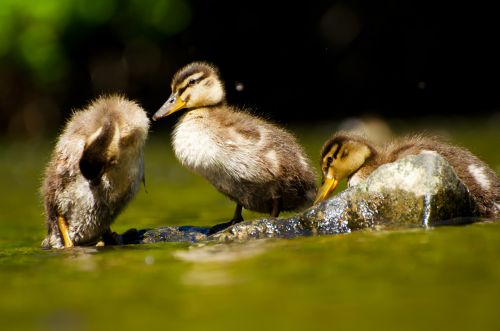 Duckling