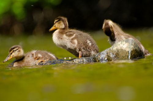 Duckling