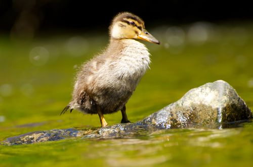 Duckling