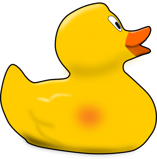 duckling bird duck