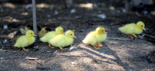 duckling birds yellow