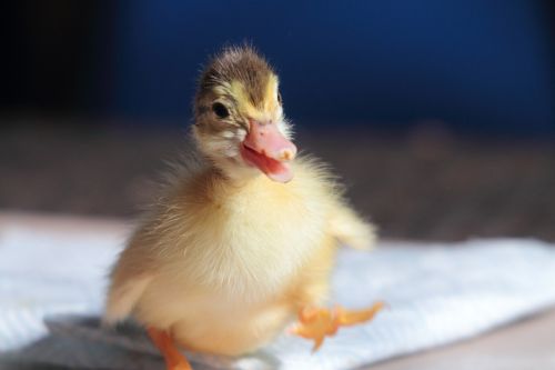 duckling animal cute