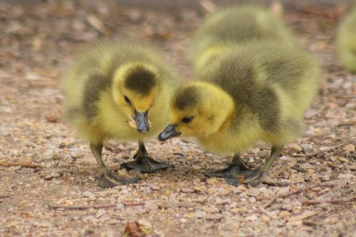 duckling fluffy sibling