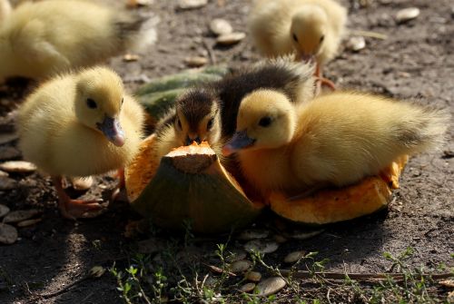 duckling fluffy cute