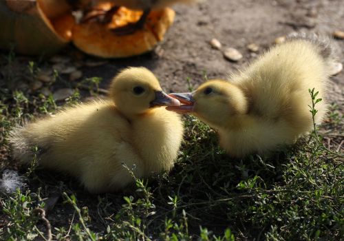 duckling fluffy cute