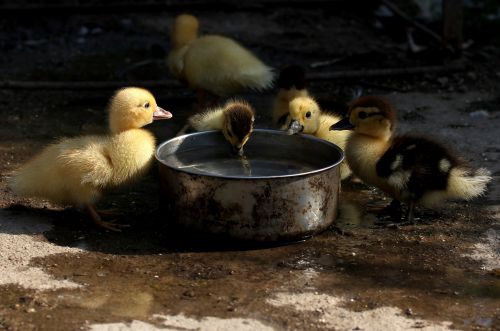 duckling fluffy cute