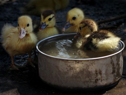 duckling fluffy cute