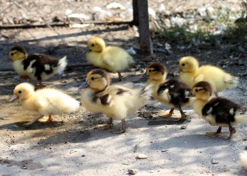 duckling fluffy cute