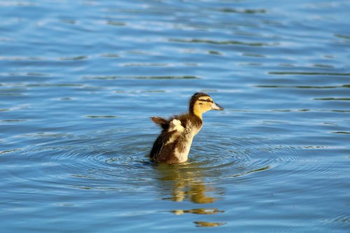 duckling  duck  water bird