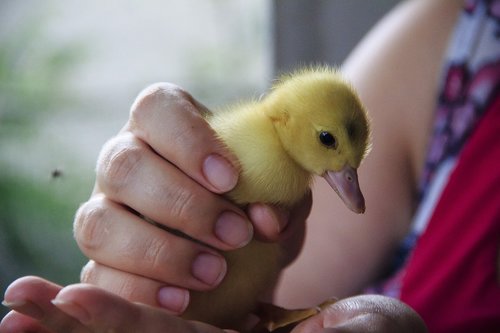 duckling  yellow  cute