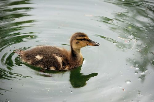 duckling swimming pond