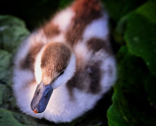 duckling  duck  pond