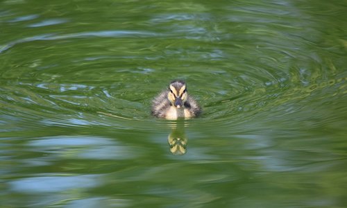 duckling  swim  ducklings
