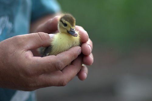 duckling  small  fluffy