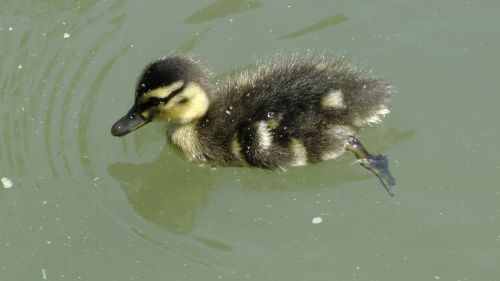Duckling In The Pond