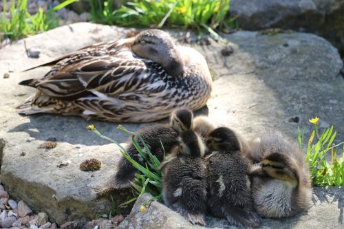 ducklings england cotswolds