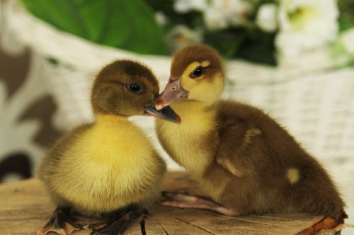 ducklings duck chicks