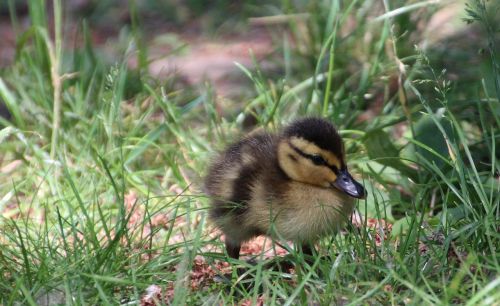 ducklings duck water bird