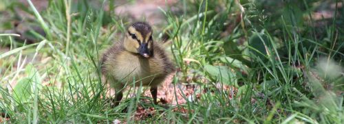 ducklings duck water bird