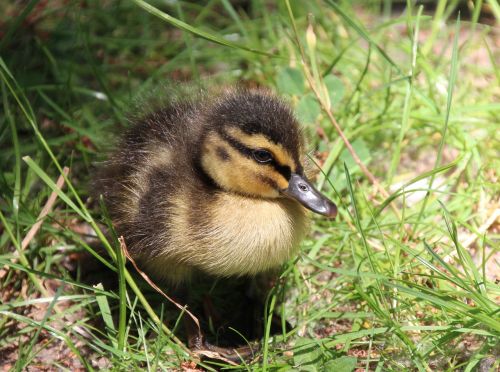 ducklings duck water bird