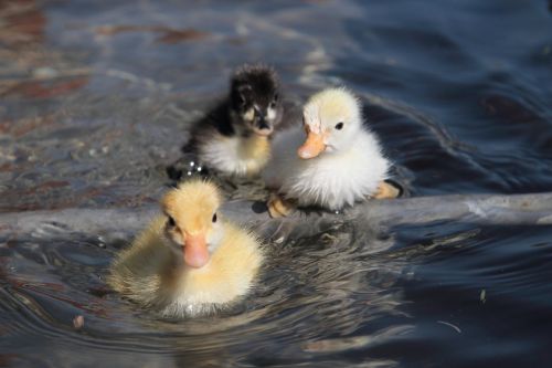 ducklings animals cute