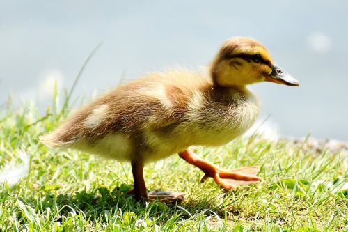 ducklings duck water bird