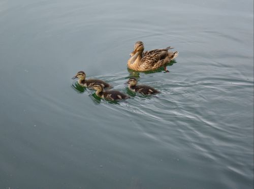 ducklings chicks mallard