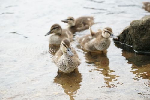 ducklings mallards chicks