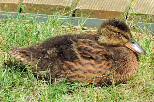 ducklings  feather  bill