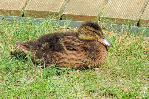 ducklings  feather  bill