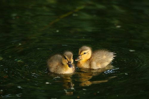 ducklings  ducks  cub
