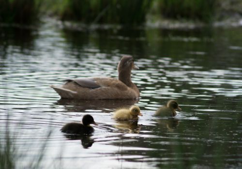 ducklings ducks chicks